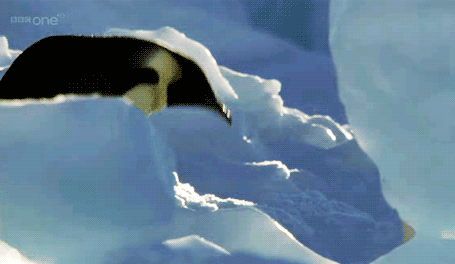 Adorable Penguin Gifs