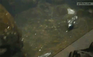 Adorable Penguin Gifs