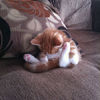 animals that are recently extinct 17 pics.html - 17 HD Photos | Premium Gallery 2012