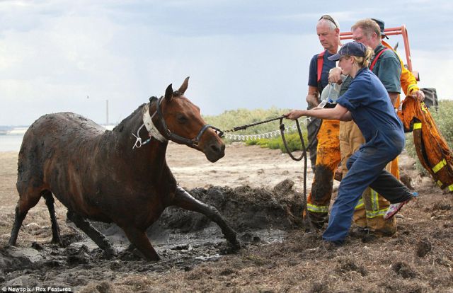 Woman and Her Horse saved from the Quagmire