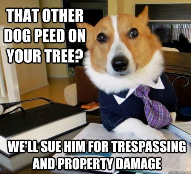 The Hilarious Lawyer Dog Meme