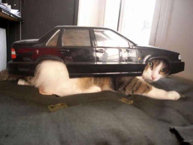 Daily Picdump