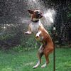 animals that are recently extinct 17 pics.html - 17 HD Photos | Premium Gallery 2012