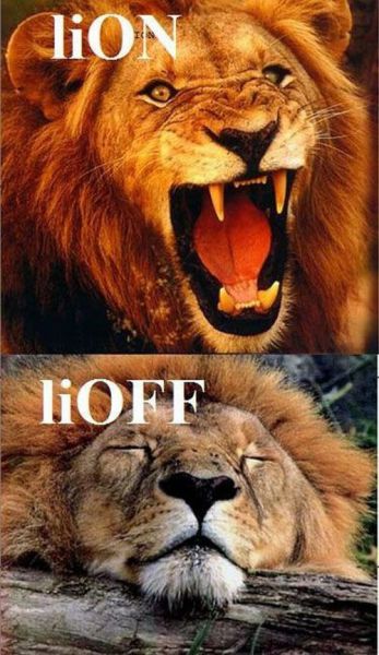 Morning Picdump