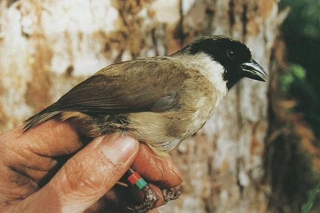 Animals That Are Recently Extinct