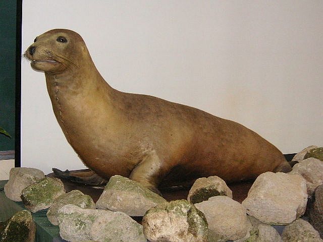 Animals That Are Recently Extinct