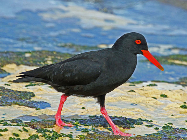 Animals That Are Recently Extinct