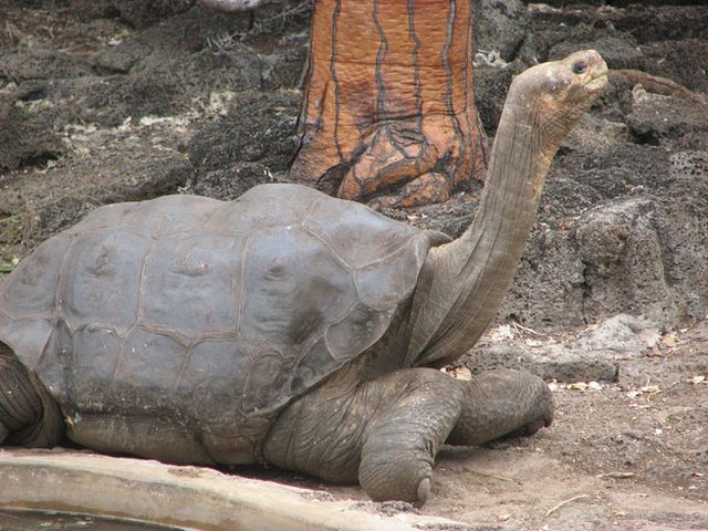 Animals That Are Recently Extinct