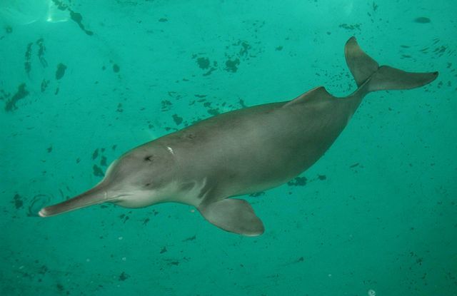 Animals That Are Recently Extinct