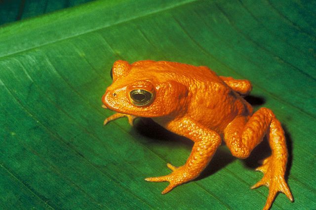 Animals That Are Recently Extinct