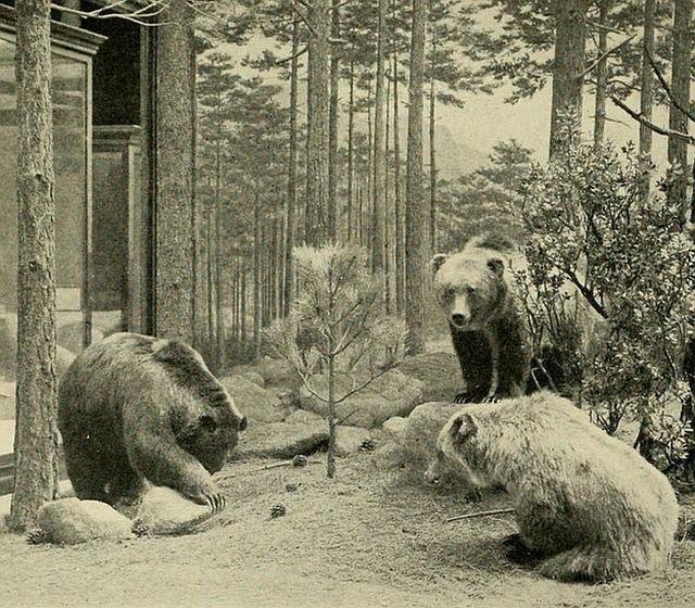 Animals That Are Recently Extinct