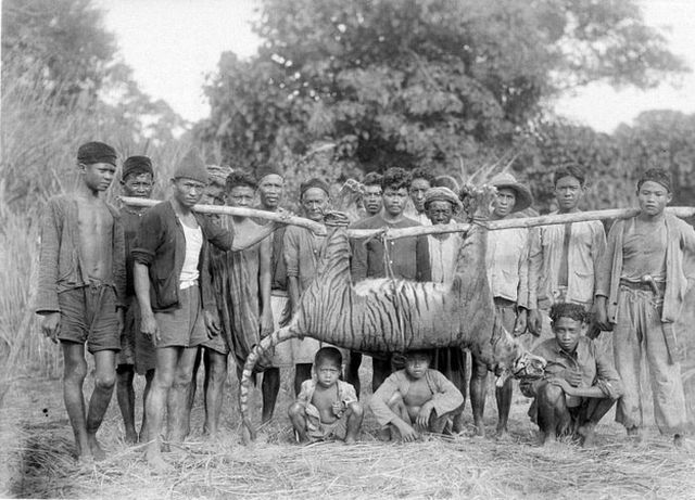 Animals That Are Recently Extinct