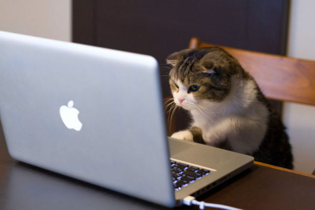 Funny Animals That Are Hungry for Knowledge