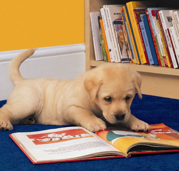 Funny Animals That Are Hungry for Knowledge