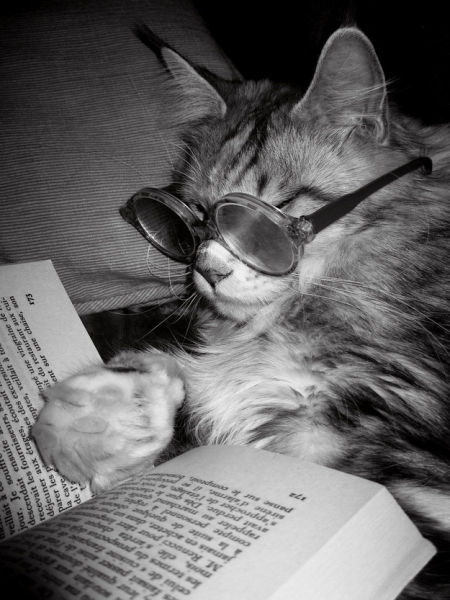 Funny Animals That Are Hungry for Knowledge