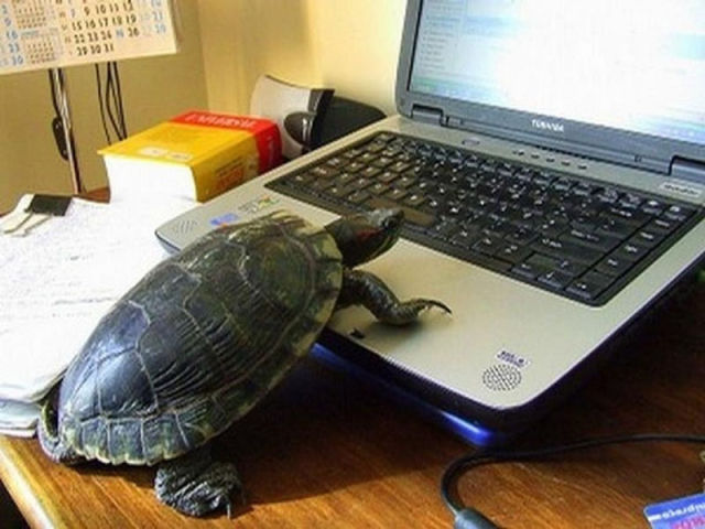 Funny Animals That Are Hungry for Knowledge