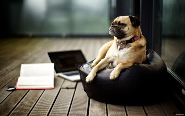 Funny Animals That Are Hungry for Knowledge