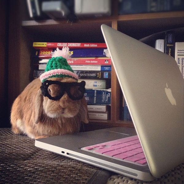 Funny Animals That Are Hungry for Knowledge