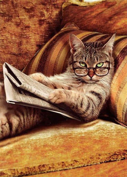 Funny Animals That Are Hungry for Knowledge
