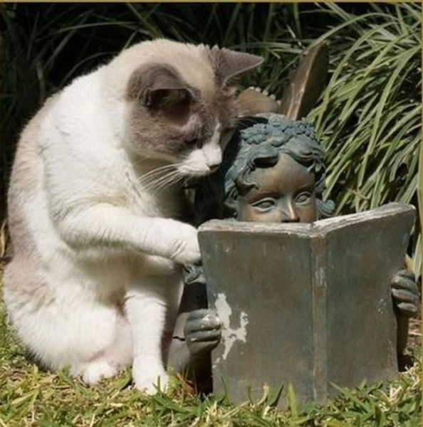 Funny Animals That Are Hungry for Knowledge