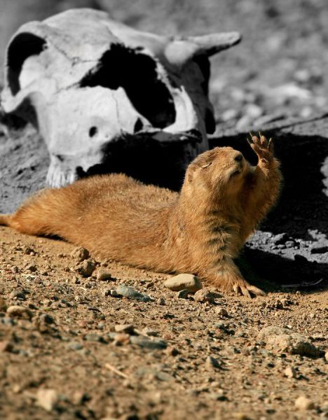 Daily Picdump [WEEKEND EDITION]