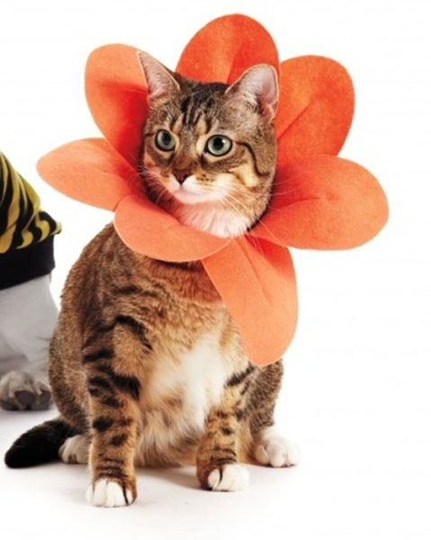 Halloween Costumes Made Easy