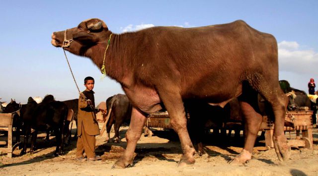 morning picdump 52 pics 14.html - 52 HD Photos | Premium Gallery 2012