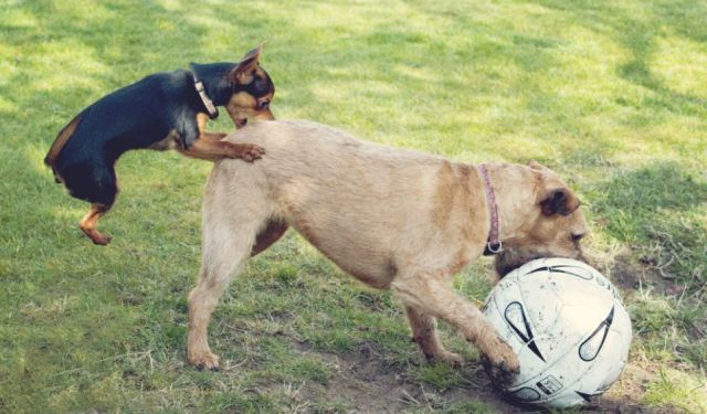 Daily Picdump [WEEKEND EDITION]