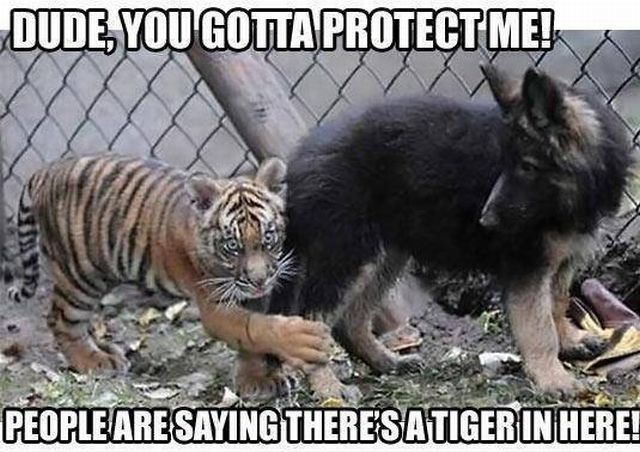 daily picdump weekend edition 97 pics 34.html - 97 HD Photos | Premium Gallery 2012