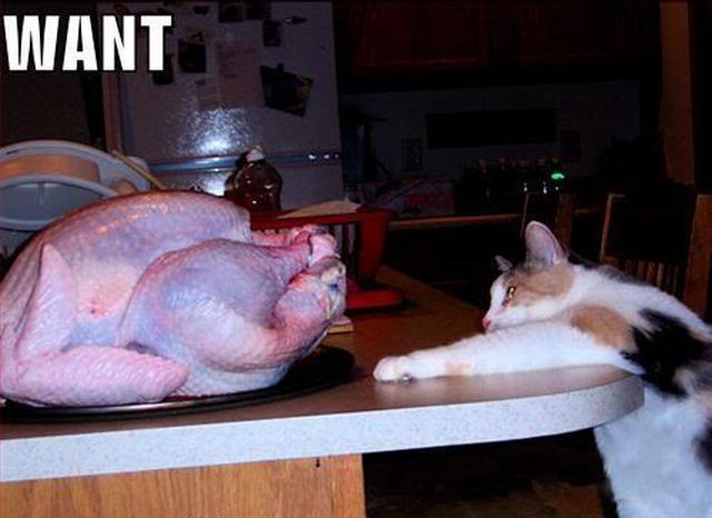 daily picdump weekend edition 98 pics 12.html - 98 HD Photos | Premium Gallery 2012