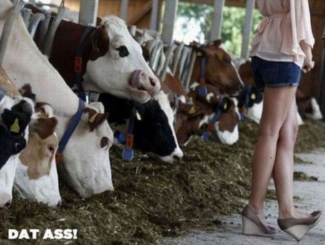 daily picdump weekend edition 98 pics 12.html - 98 HD Photos | Premium Gallery 2012