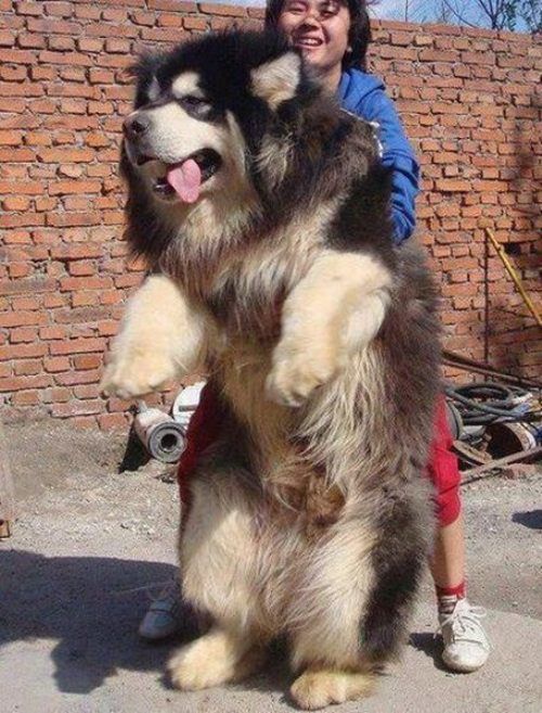 Daily Picdump