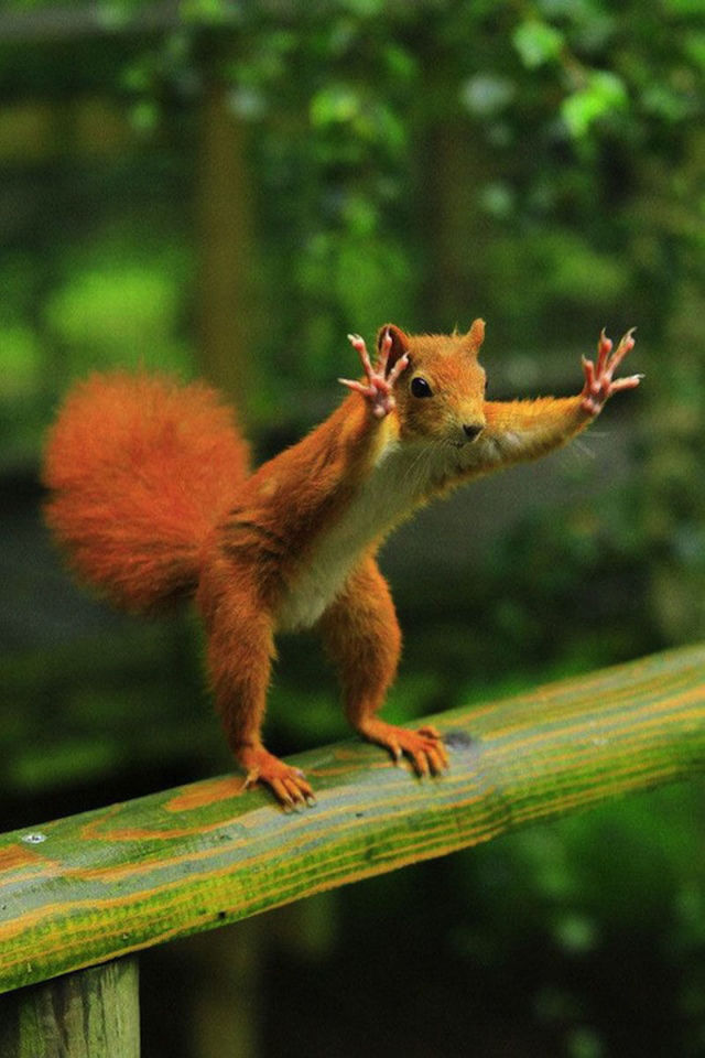 Amazing Photos of Animals Caught in the Act