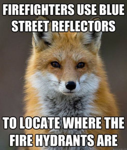 Get Your Fact Fix with This Great Fox Meme