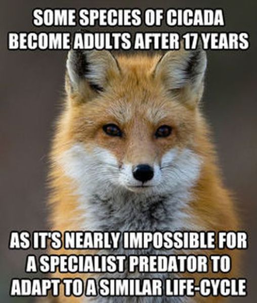 Get Your Fact Fix with This Great Fox Meme