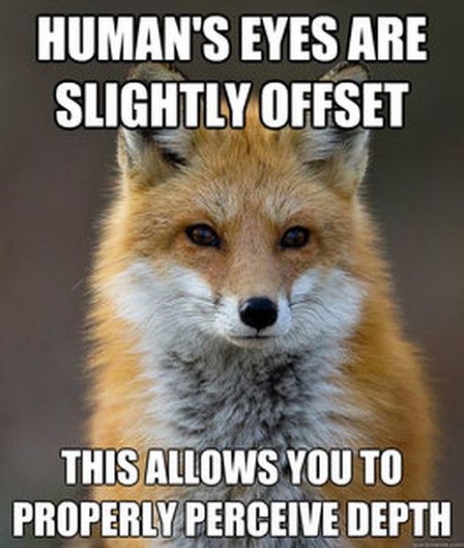 Get Your Fact Fix with This Great Fox Meme