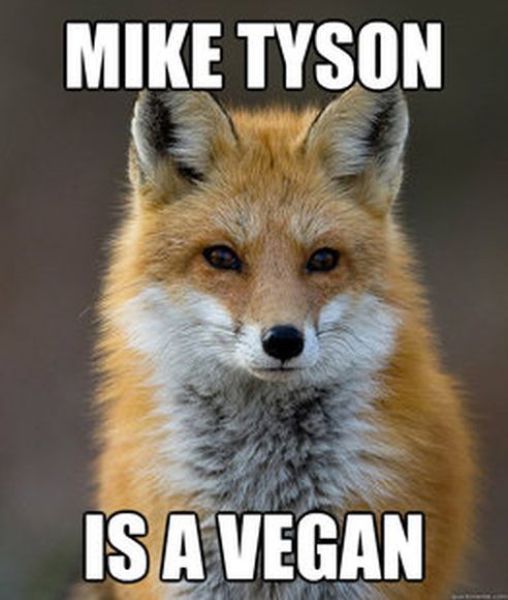 Get Your Fact Fix with This Great Fox Meme