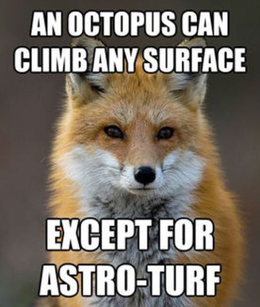 Get Your Fact Fix with This Great Fox Meme