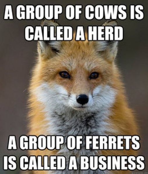 Get Your Fact Fix with This Great Fox Meme
