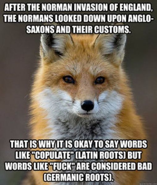 Get Your Fact Fix with This Great Fox Meme