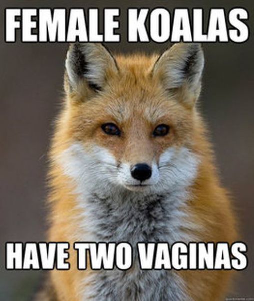 Get Your Fact Fix with This Great Fox Meme