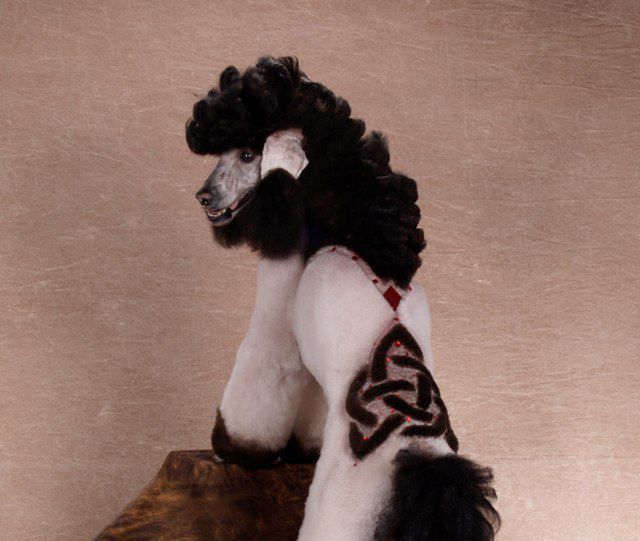 Real-Life Dogs Are Treated to the Oddest Grooming Session