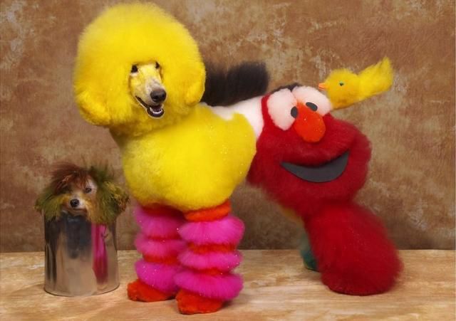 Real-Life Dogs Are Treated to the Oddest Grooming Session