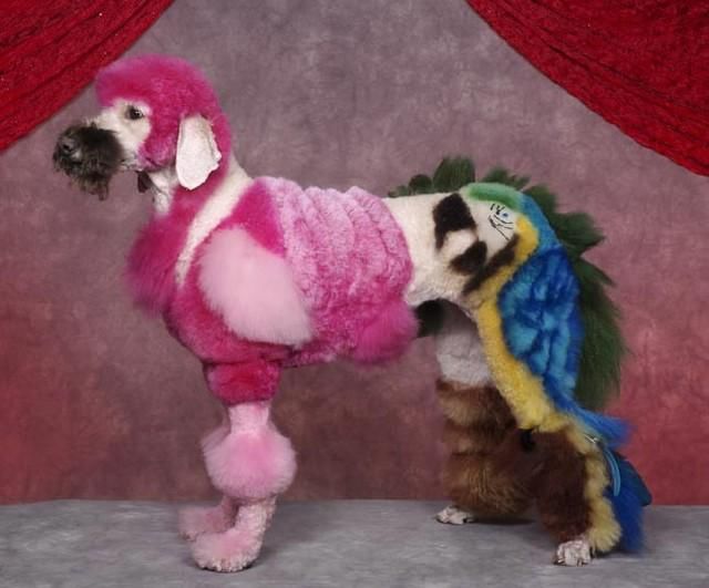 Real-Life Dogs Are Treated to the Oddest Grooming Session