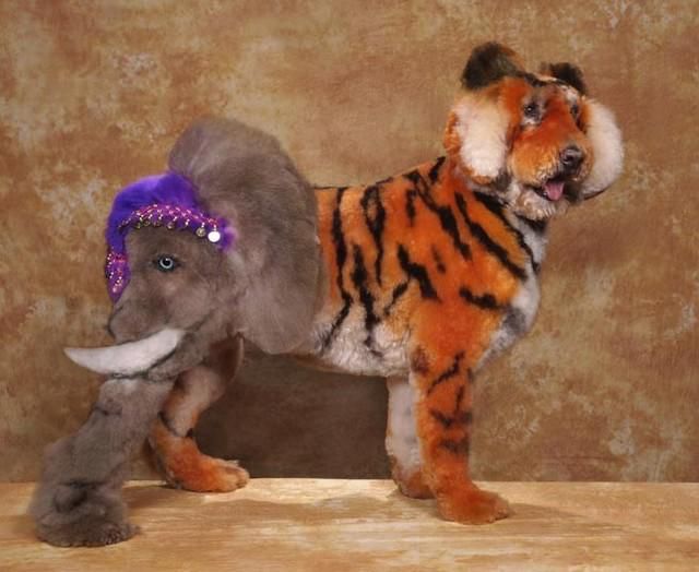 Real-Life Dogs Are Treated to the Oddest Grooming Session