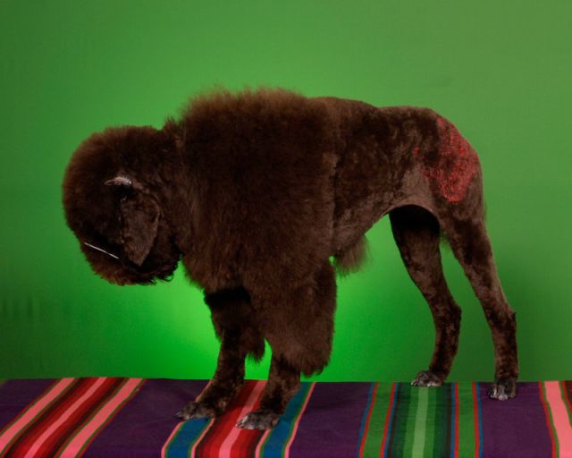 Real-Life Dogs Are Treated to the Oddest Grooming Session