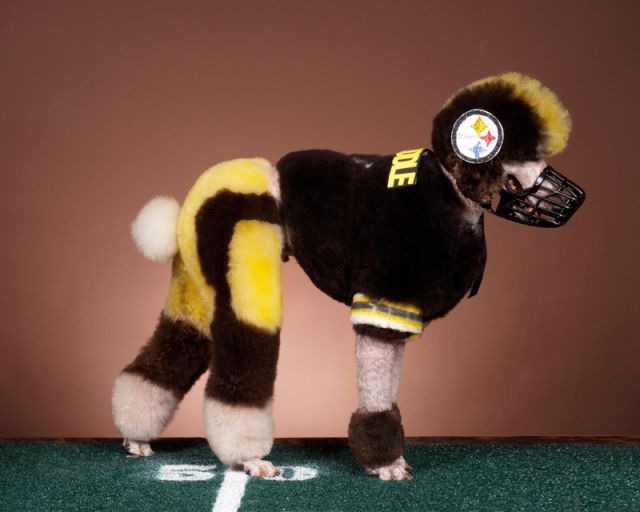 Real-Life Dogs Are Treated to the Oddest Grooming Session
