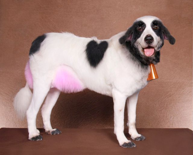 Real-Life Dogs Are Treated to the Oddest Grooming Session