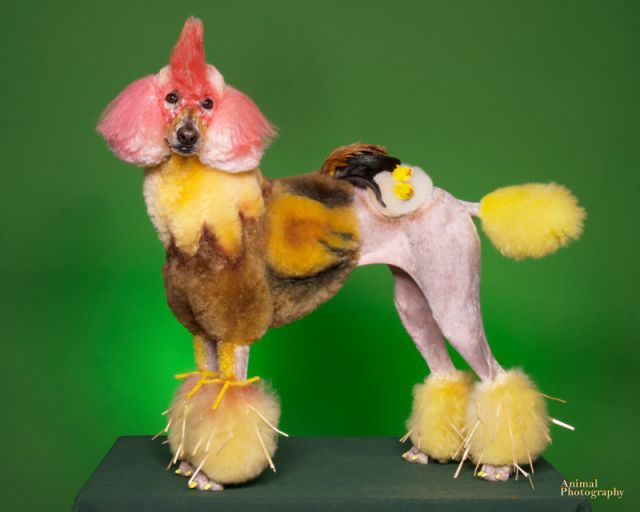 Real-Life Dogs Are Treated to the Oddest Grooming Session