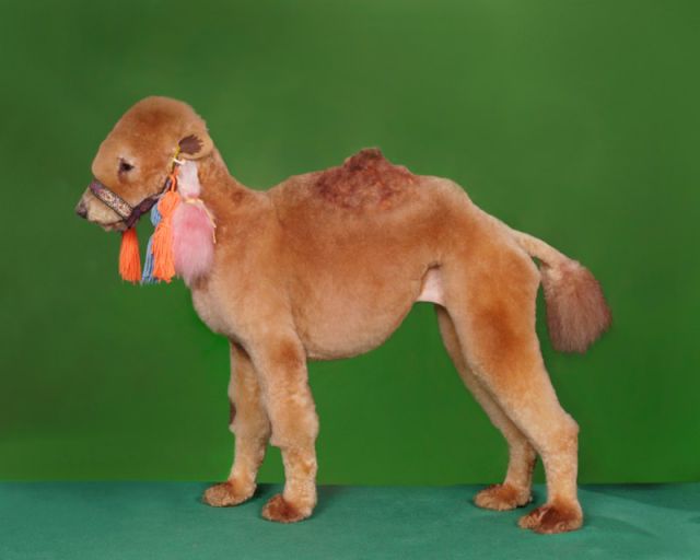 Real-Life Dogs Are Treated to the Oddest Grooming Session